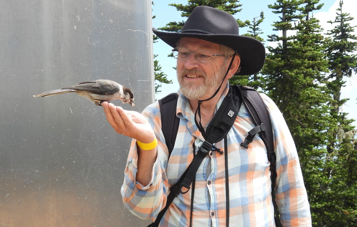 Canada Jay - ML639356046