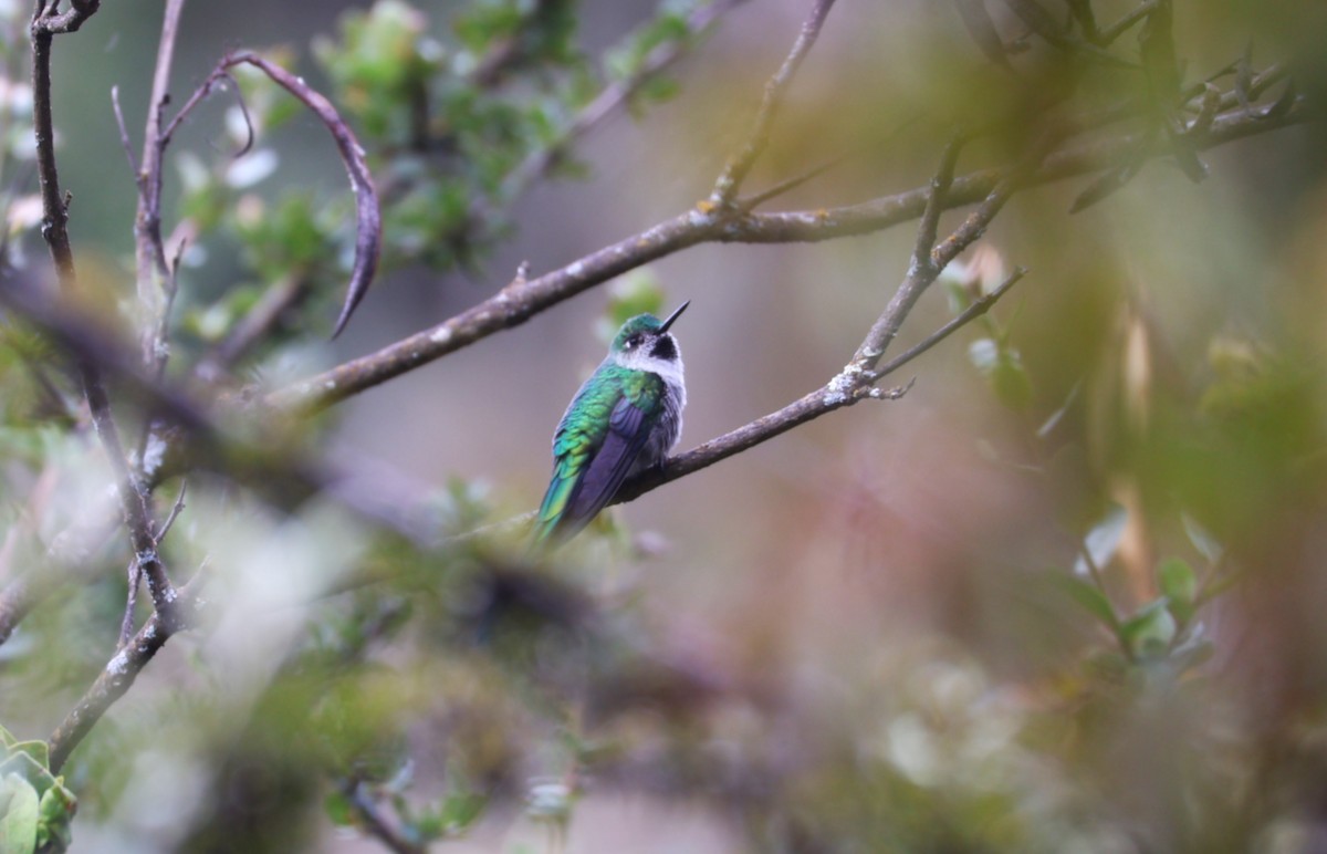 Gray-bellied Comet - ML639356103