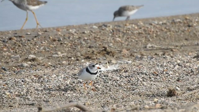 Piping Plover - ML639356212