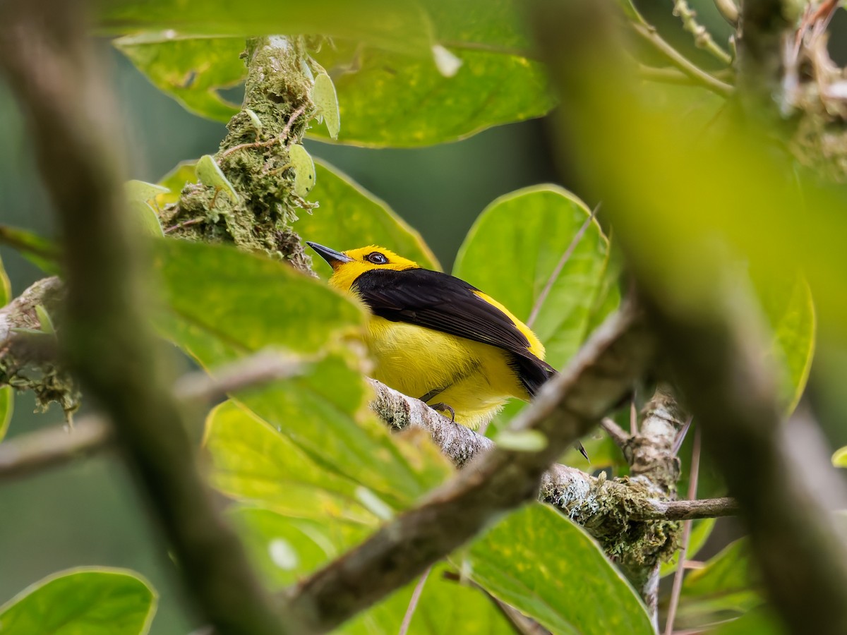 Black-and-yellow Tanager - ML639356320