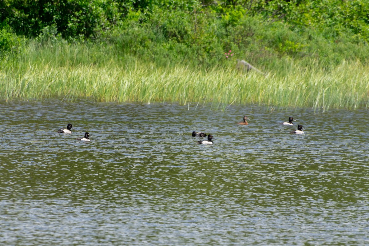 Ring-necked Duck - ML639356327