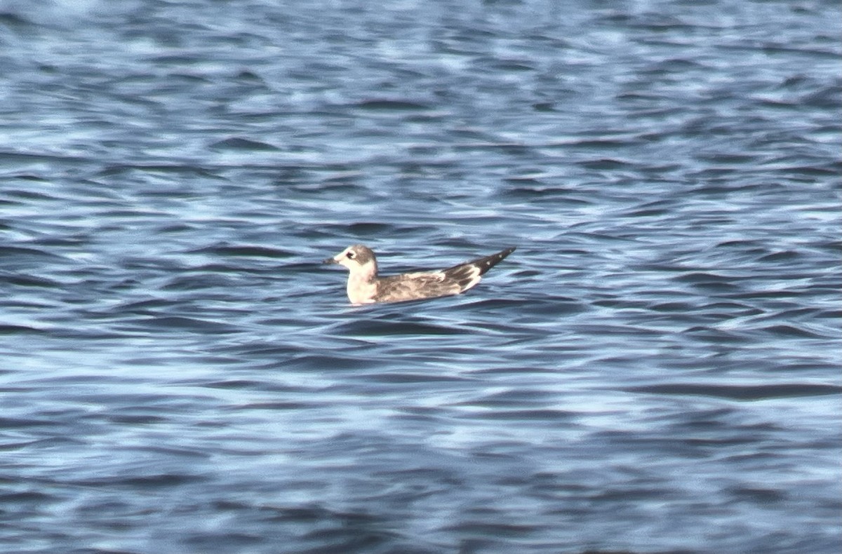 Franklin's Gull - ML639356338