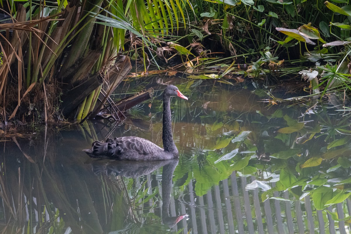 Black Swan - ML639356374