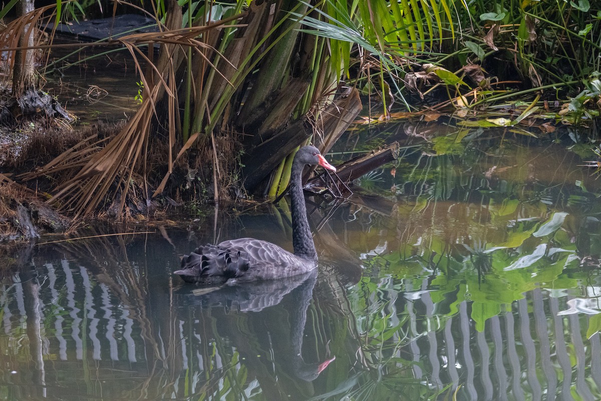 Black Swan - ML639356375