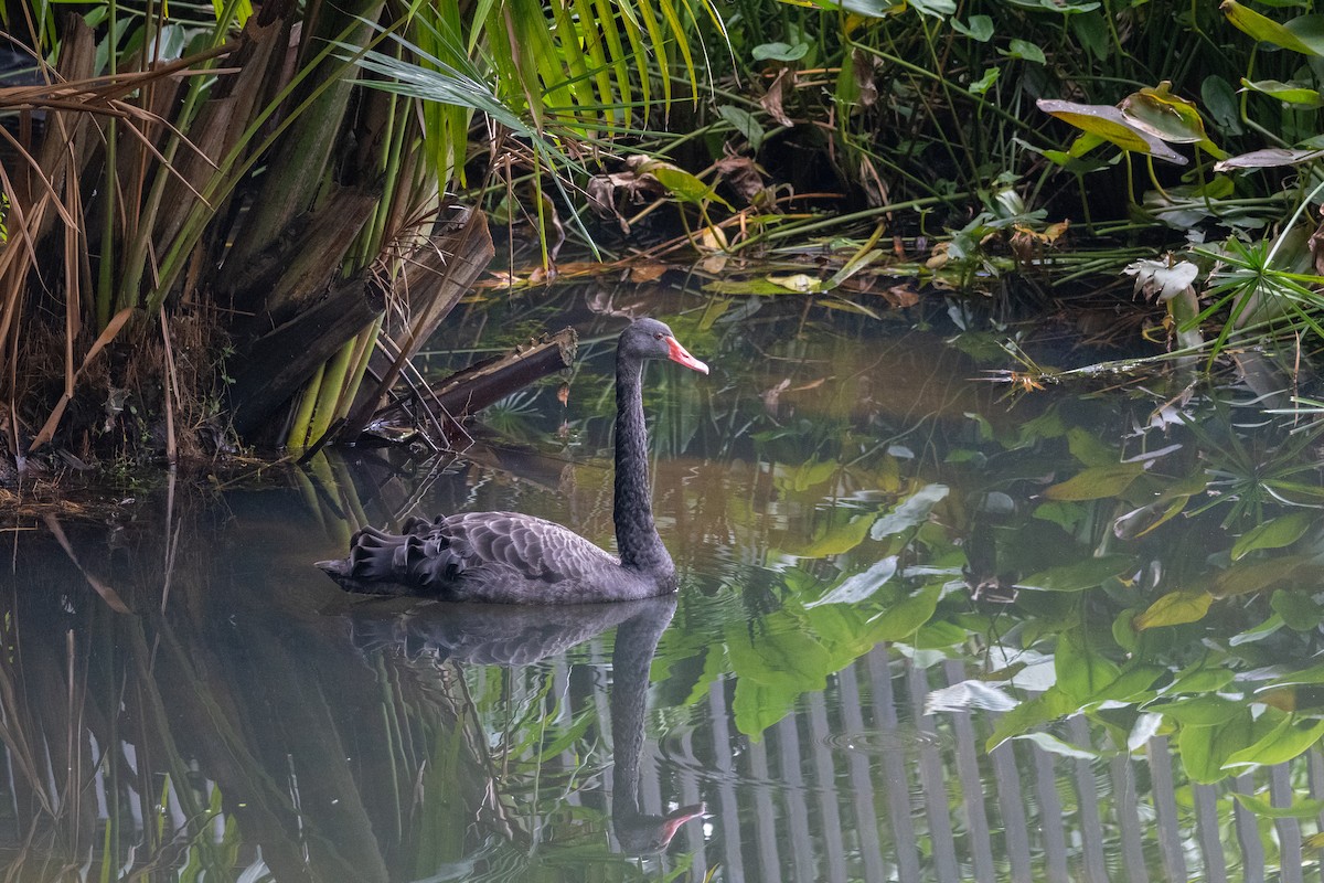 Black Swan - ML639356376