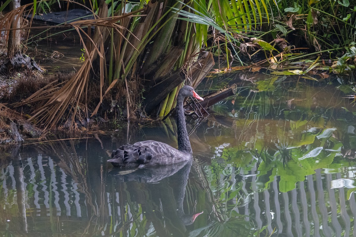 Black Swan - ML639356377