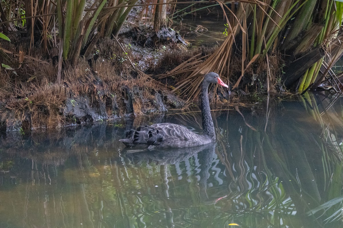 Black Swan - ML639356378