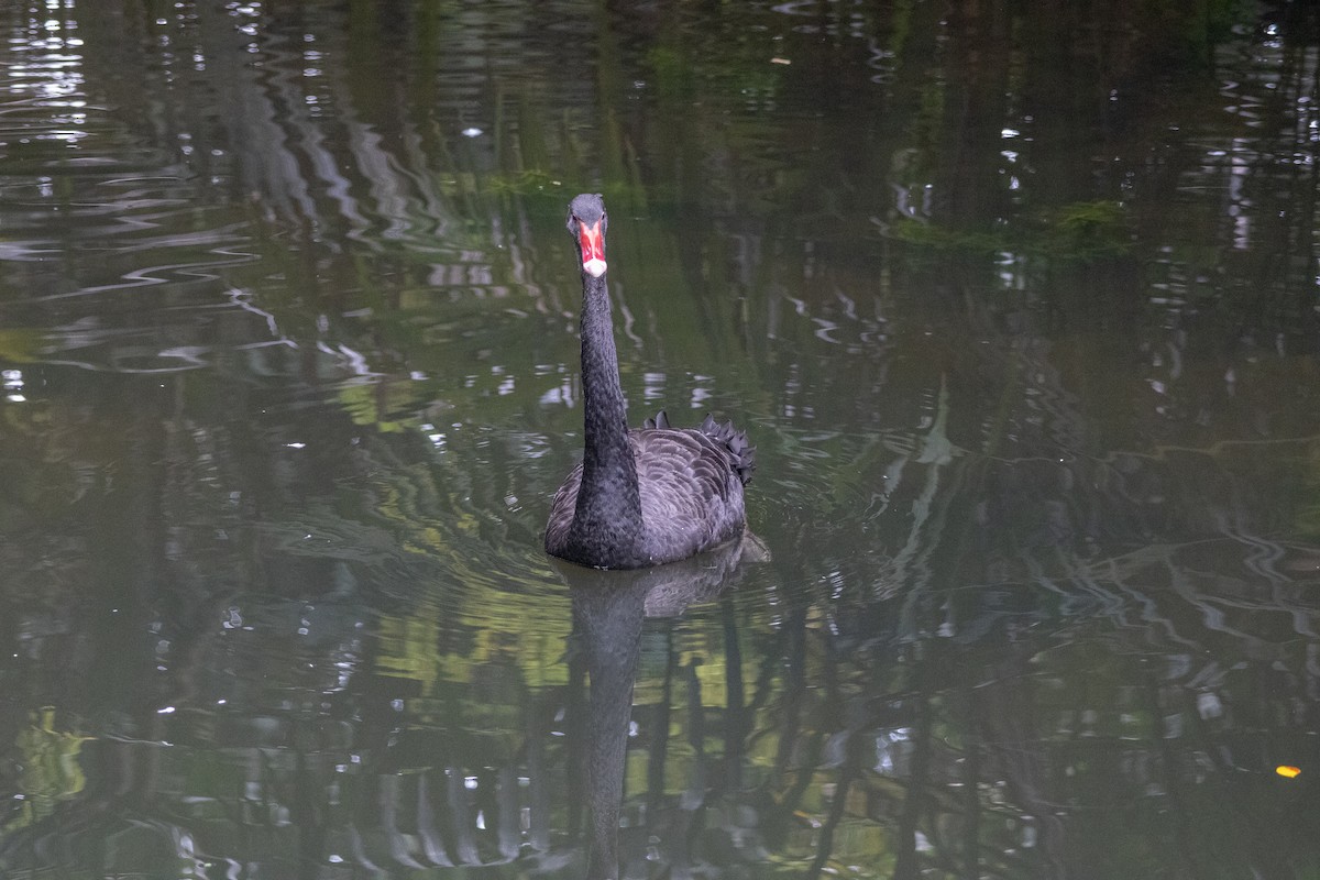 Black Swan - ML639356379