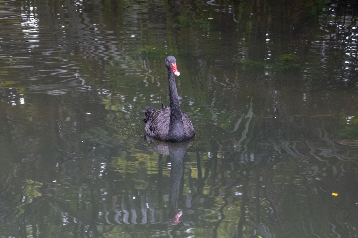 Black Swan - ML639356380