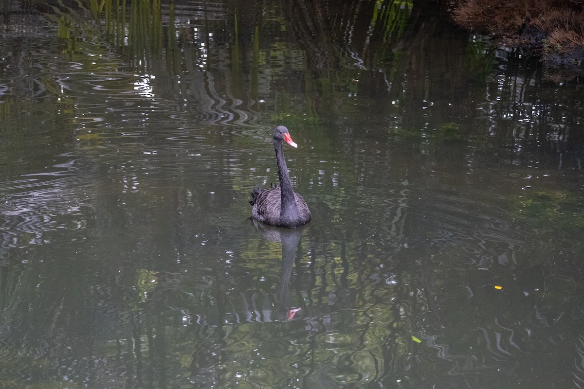 Black Swan - ML639356381