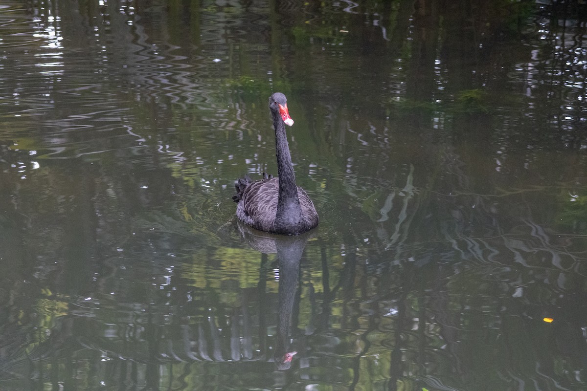 Black Swan - ML639356382