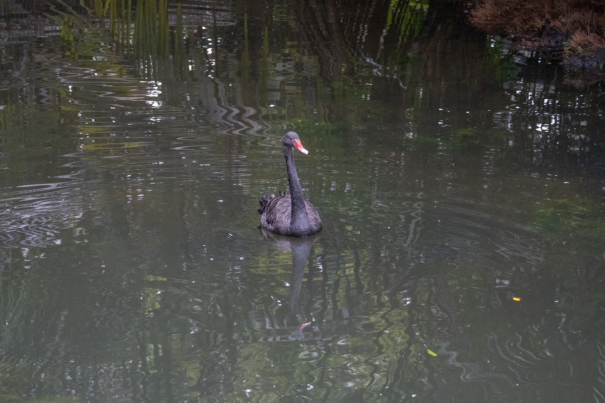 Black Swan - ML639356383