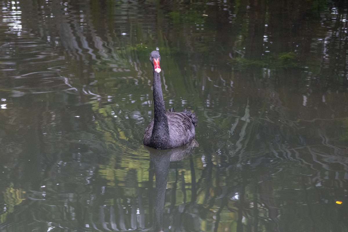 Black Swan - ML639356384