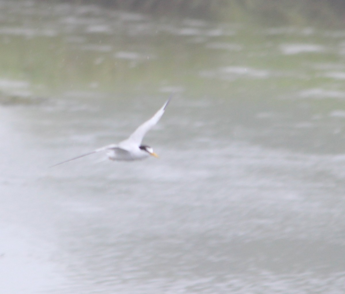 Least Tern - ML639356513