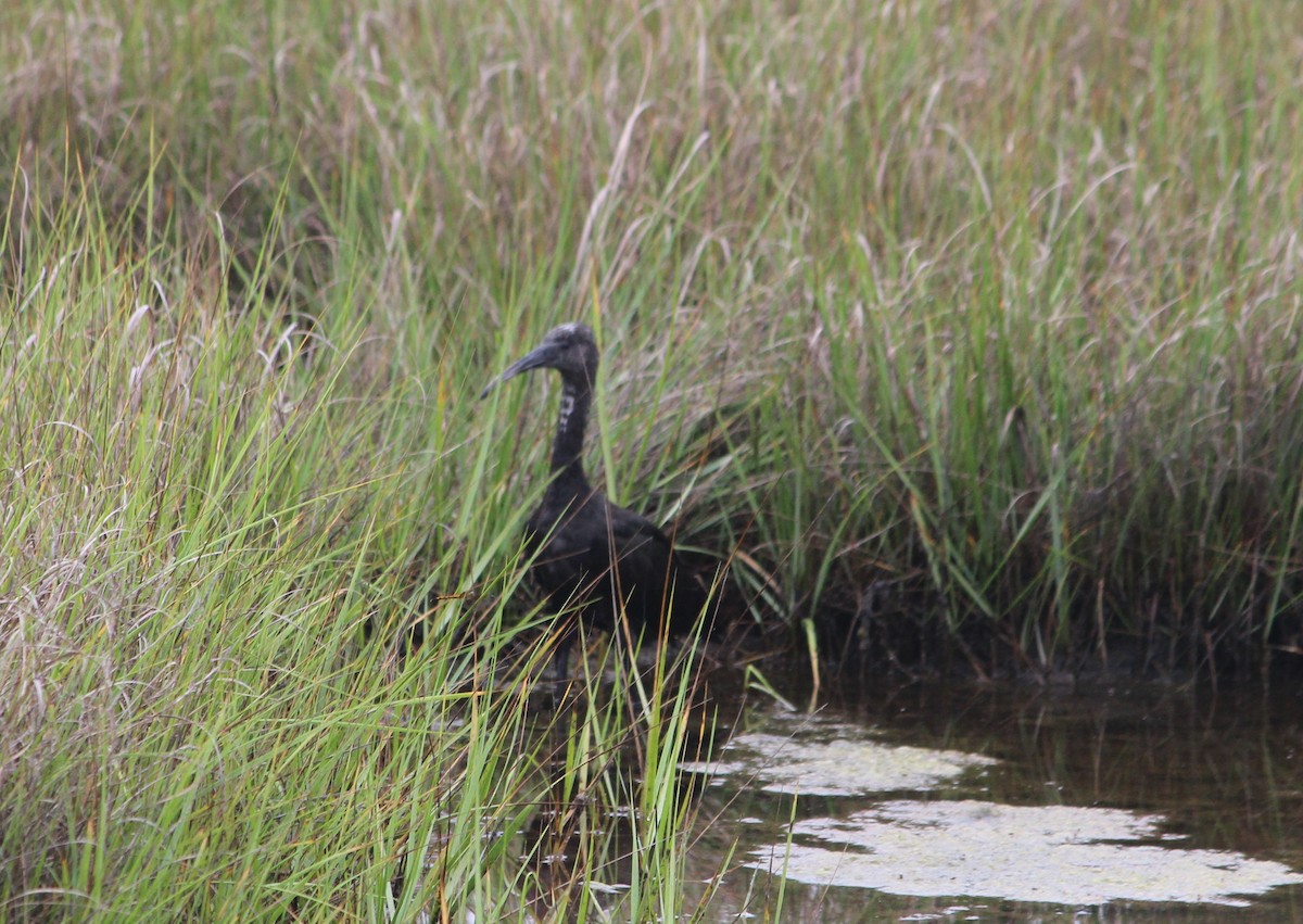 Glossy Ibis - ML639356525