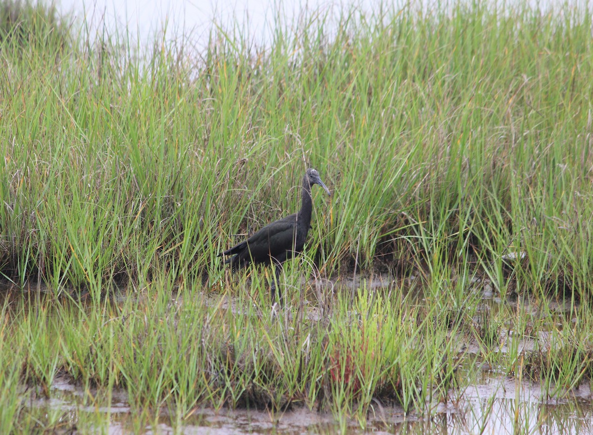 Glossy Ibis - ML639356527