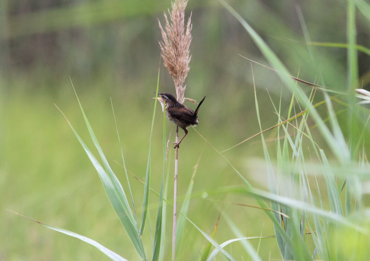 Marsh Wren - ML639356533