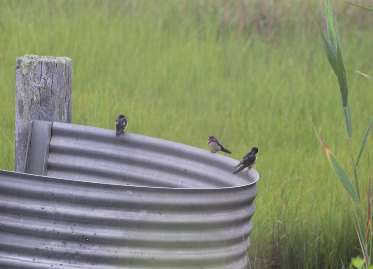 Barn Swallow - ML639356557