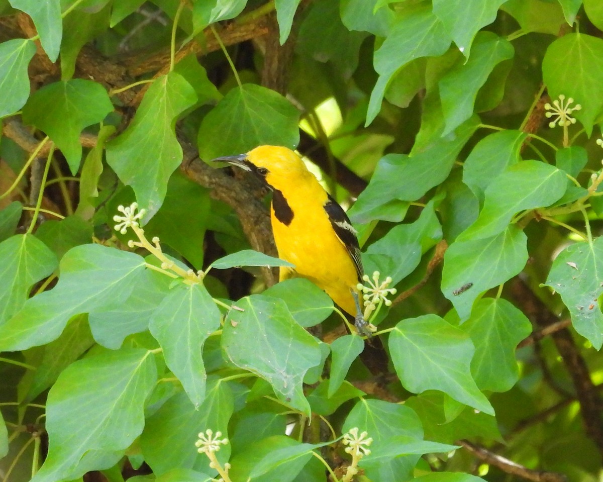Hooded Oriole - ML639356591