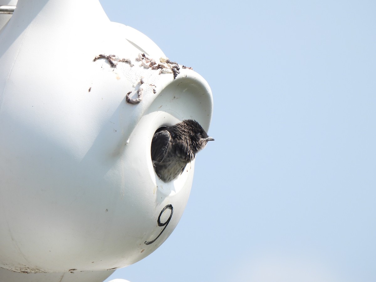 Purple Martin - ML639356630