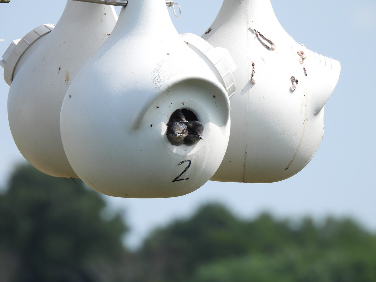 Purple Martin - ML639356631