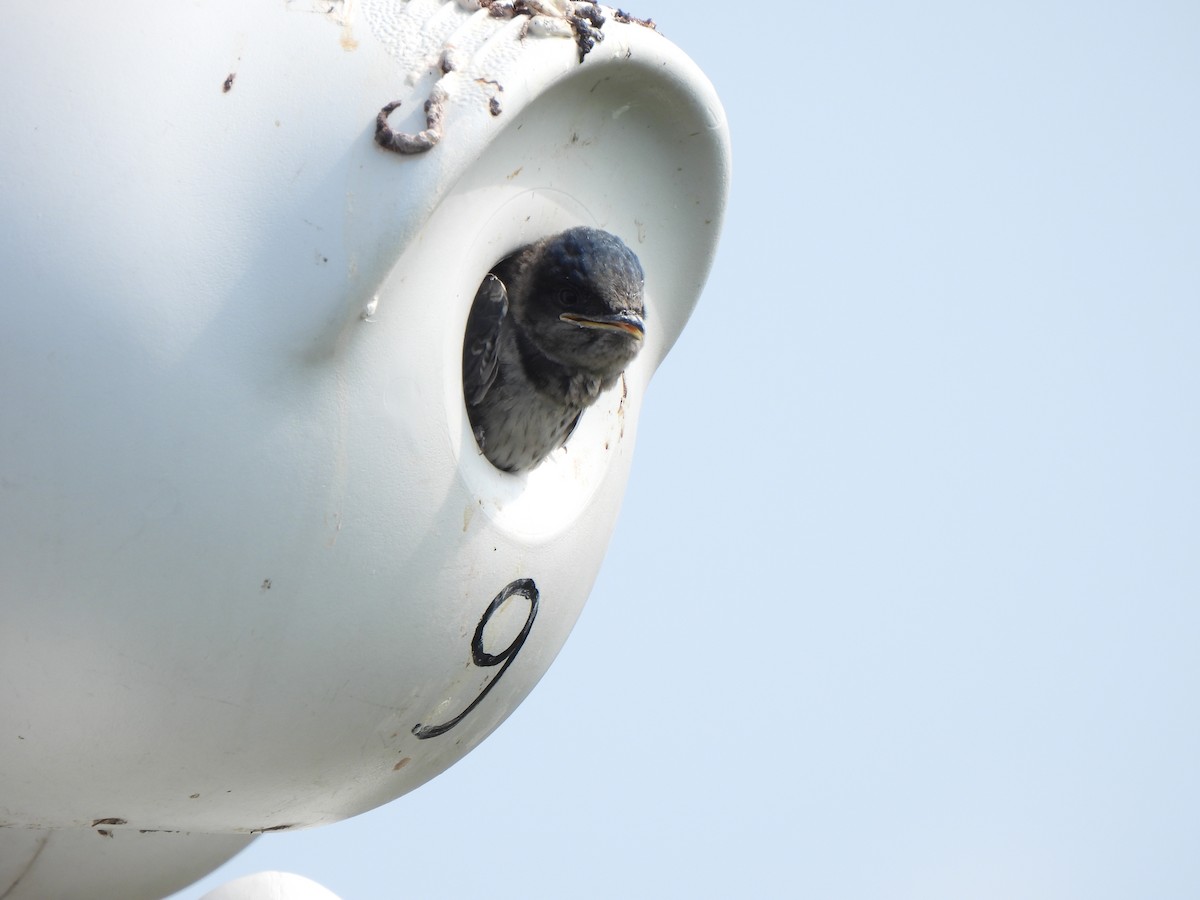 Purple Martin - ML639356632