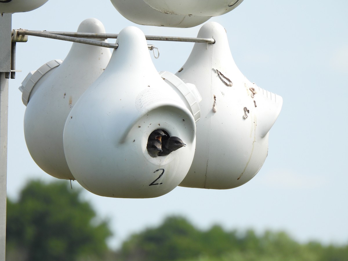 Purple Martin - ML639356633