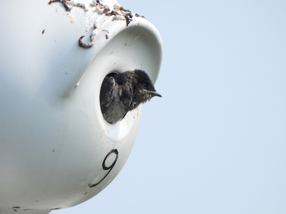 Purple Martin - ML639356634