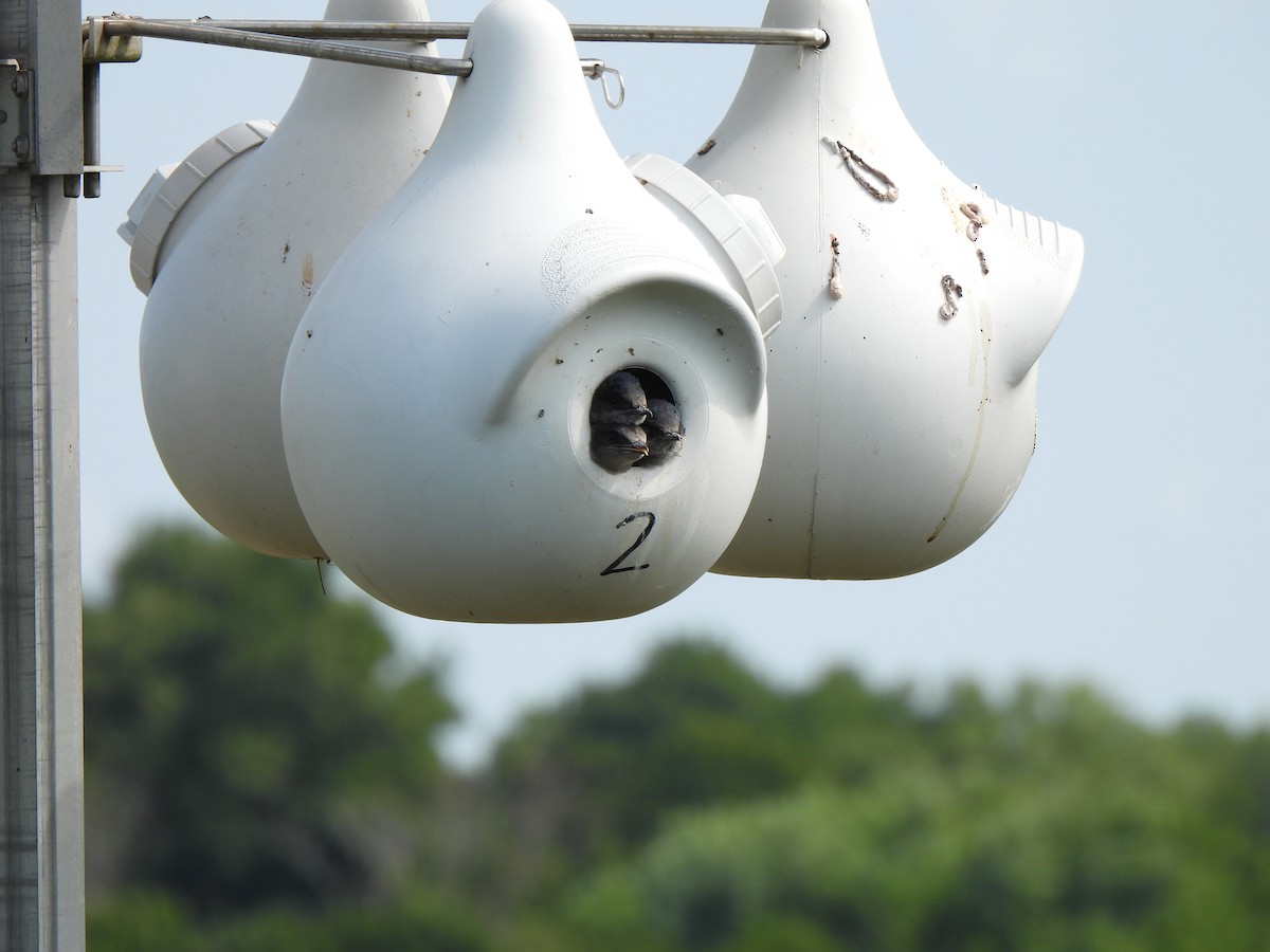 Purple Martin - ML639356635