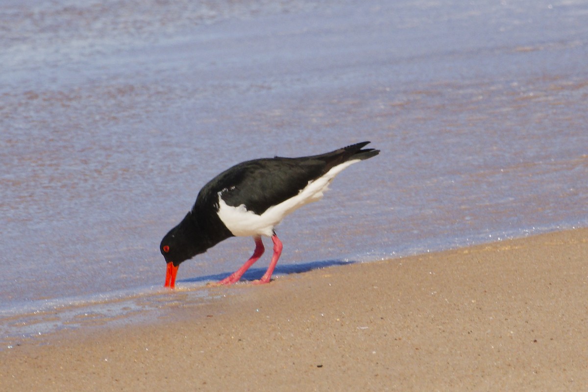 Pied Oystercatcher - ML639356740