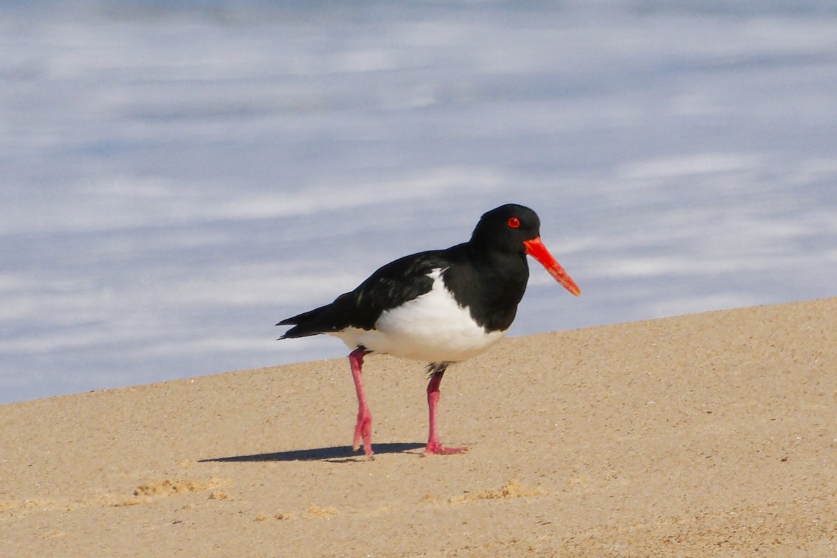Pied Oystercatcher - ML639356741