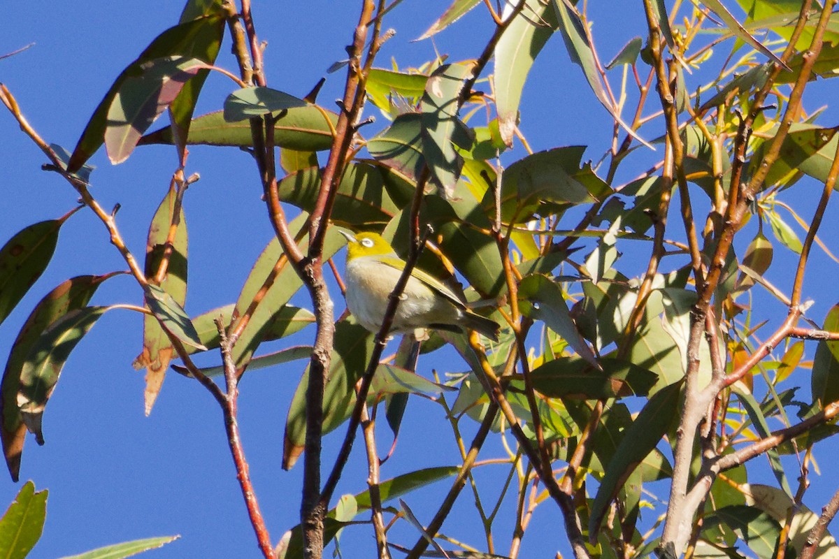 Silvereye - ML639356750