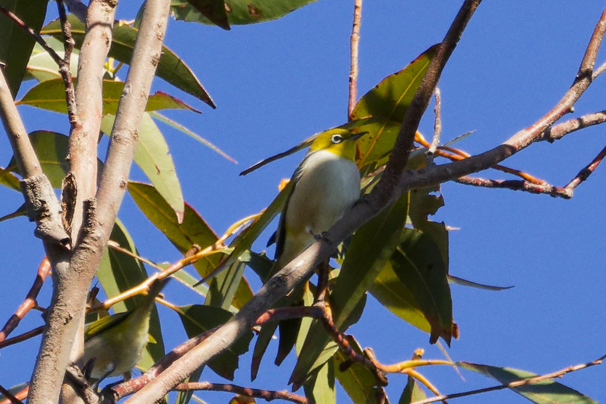 Silvereye - ML639356756