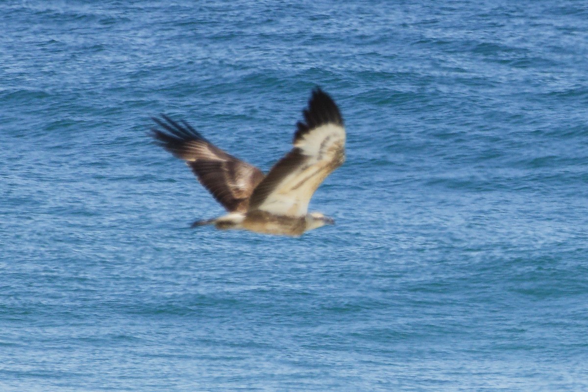 White-bellied Sea-Eagle - ML639356757