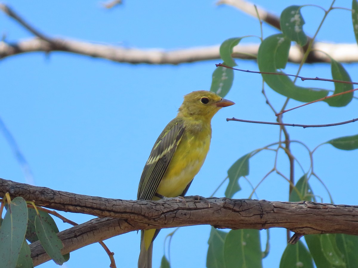 Western Tanager - ML639356761