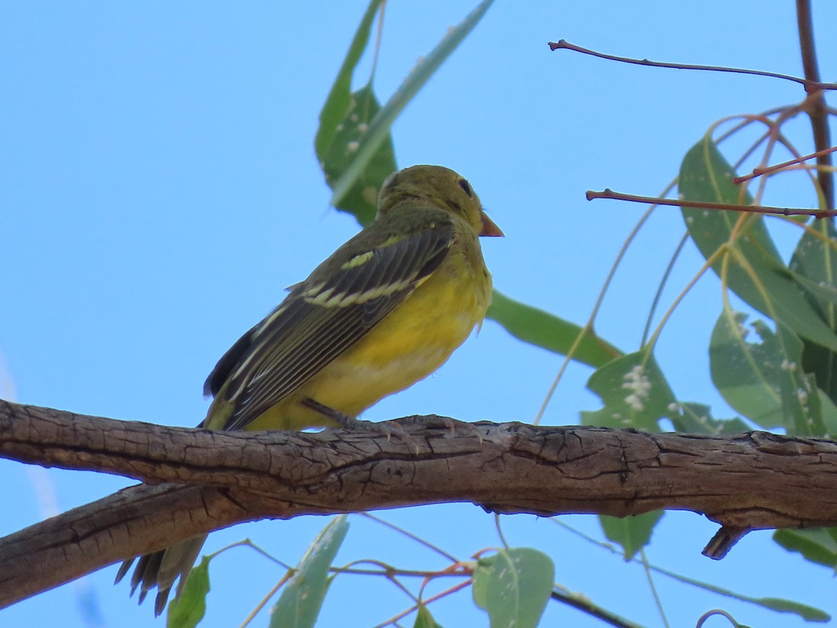 Western Tanager - ML639356766