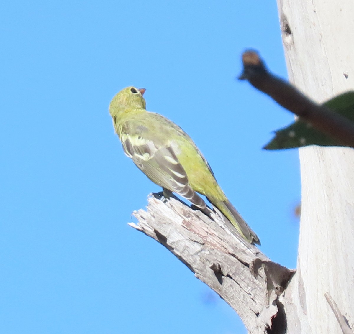 Western Tanager - ML639356792