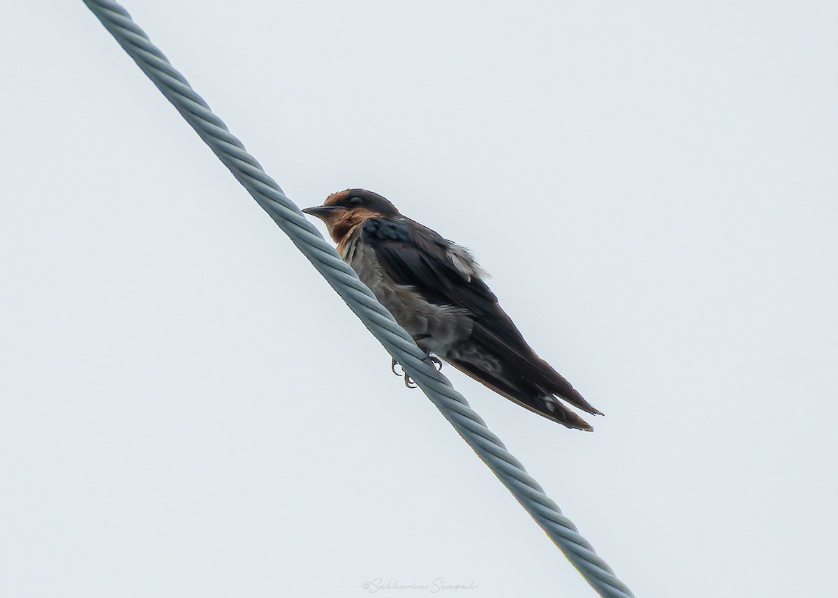 Pacific Swallow - ML639357053