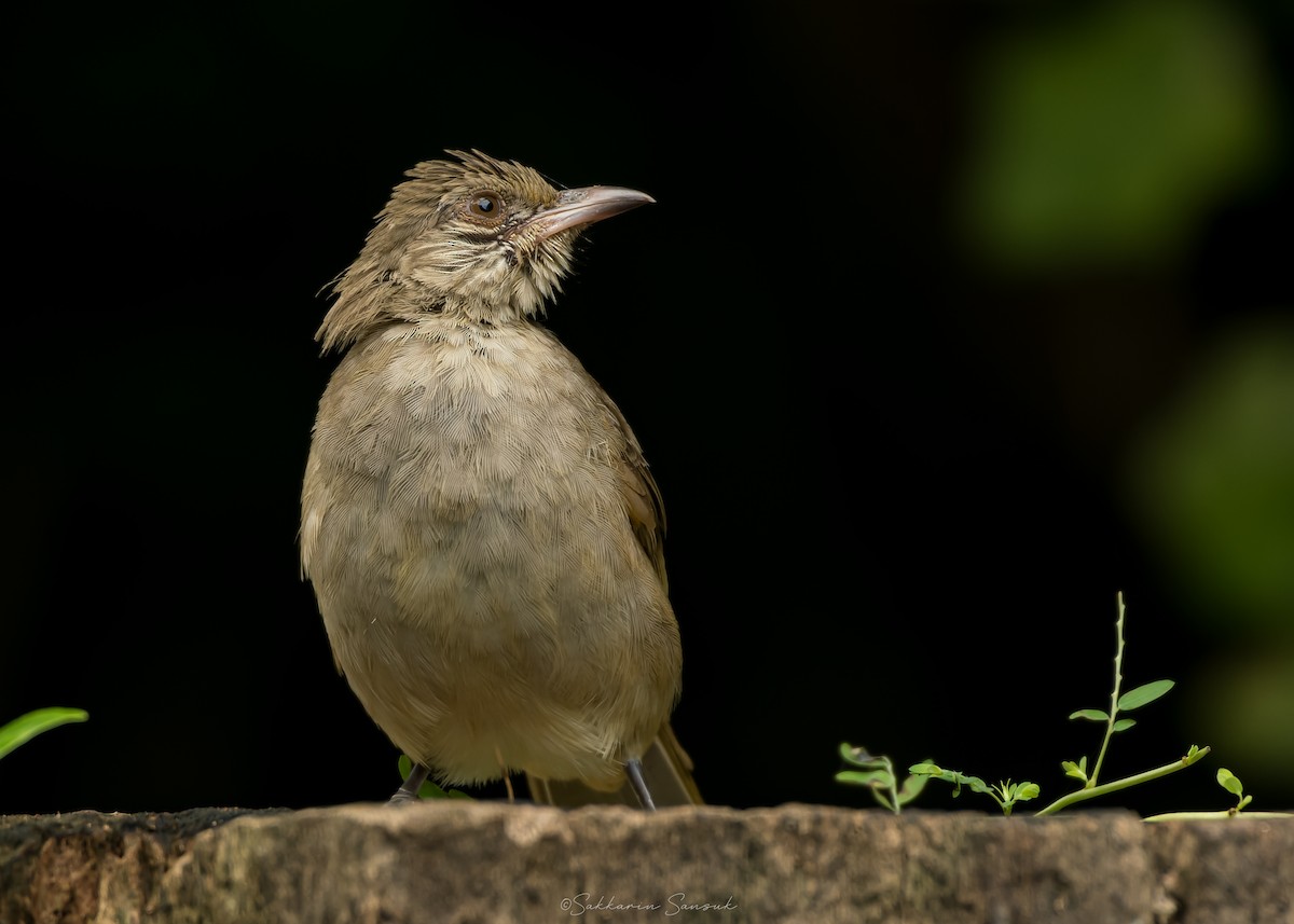 Streak-eared Bulbul - ML639357054