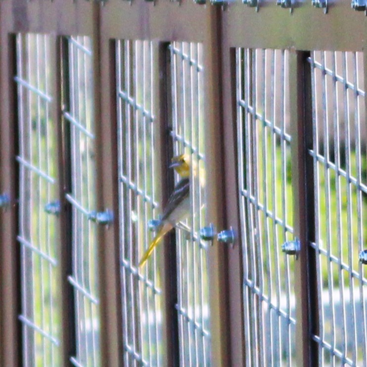 Bullock Turpiyalı - ML639357055