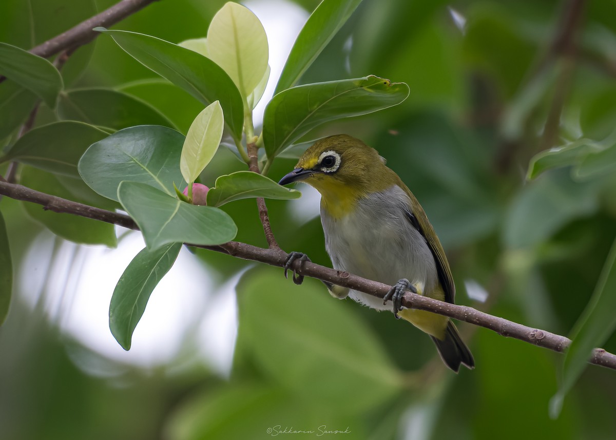 Swinhoe's White-eye - ML639357058