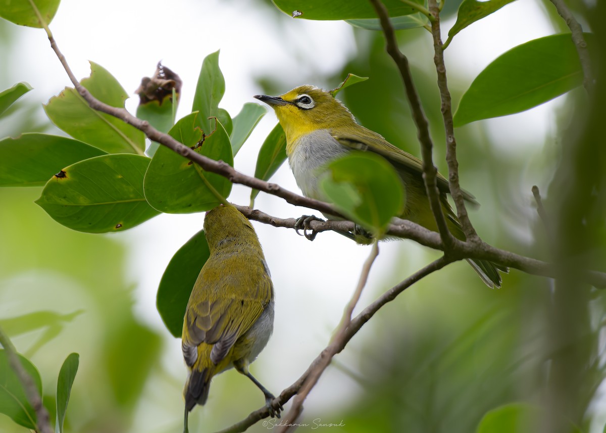 Swinhoe's White-eye - ML639357059
