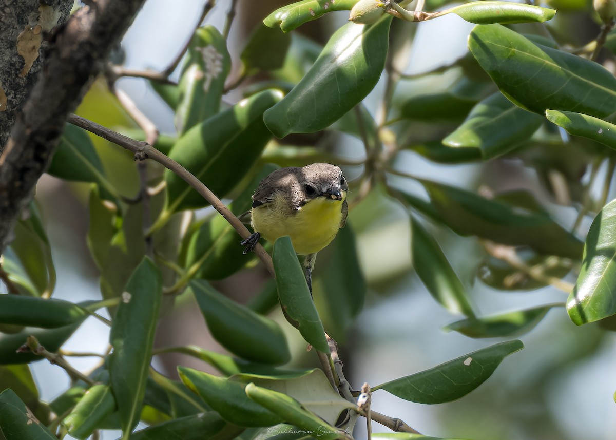 Golden-bellied Gerygone - ML639357061