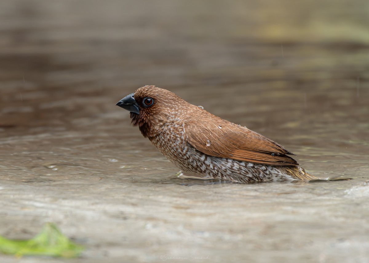 Scaly-breasted Munia - ML639357067