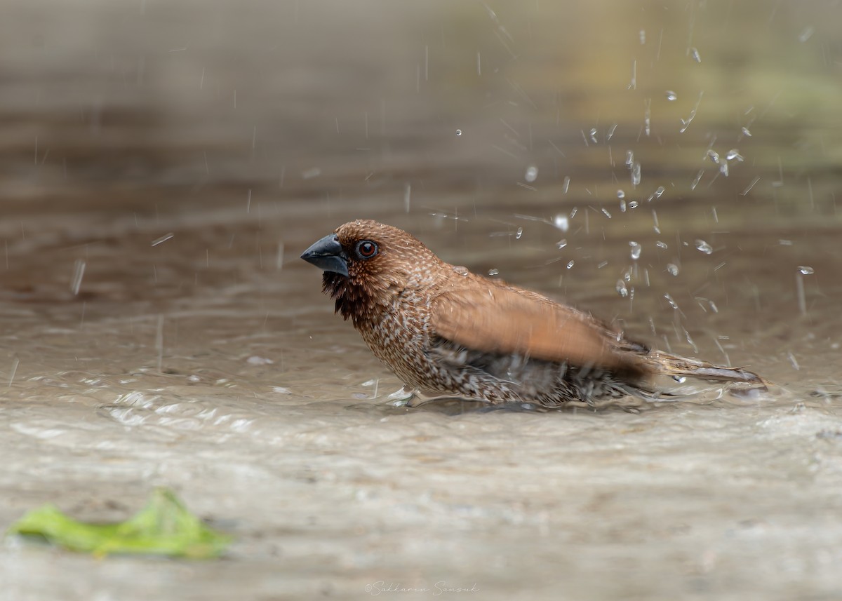 Scaly-breasted Munia - ML639357068