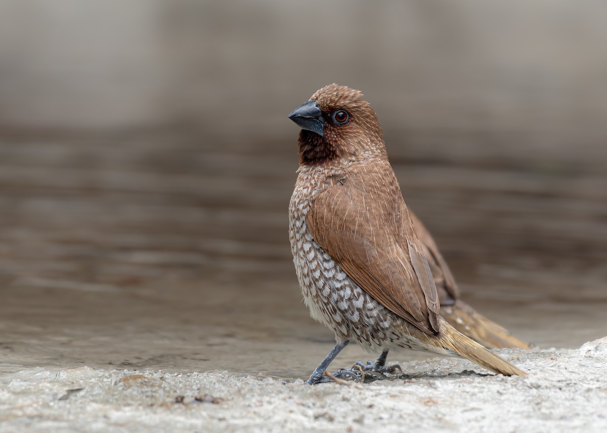 Scaly-breasted Munia - ML639357069