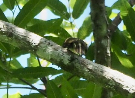 Malaysian Honeyguide - ML639357123