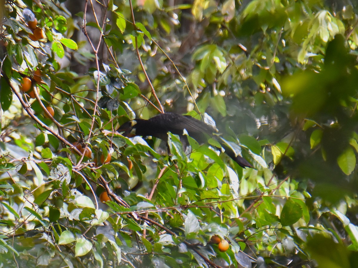 Bushy-crested Hornbill - ML639357134