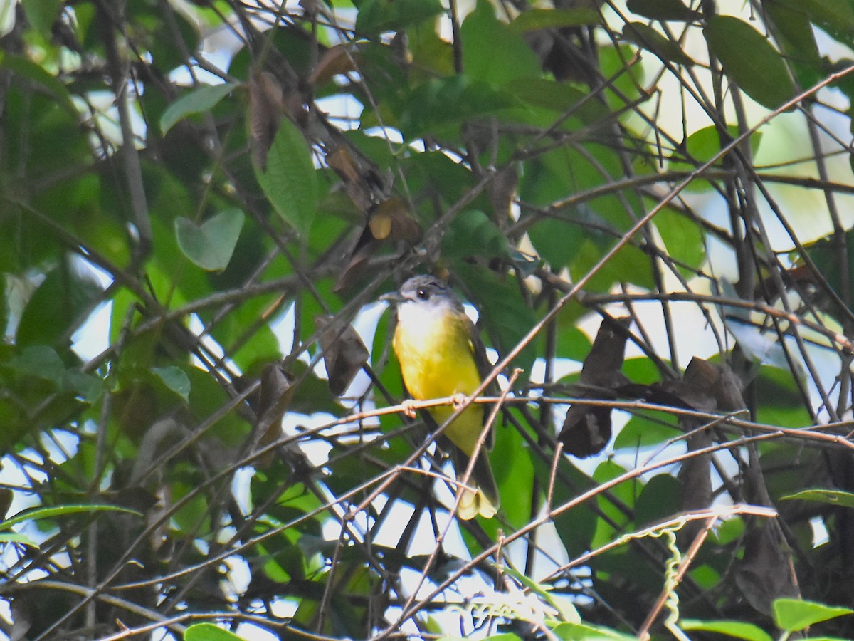 Yellow-bellied Bulbul - ML639357151