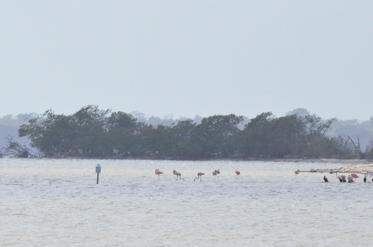 American Flamingo - ML639357155